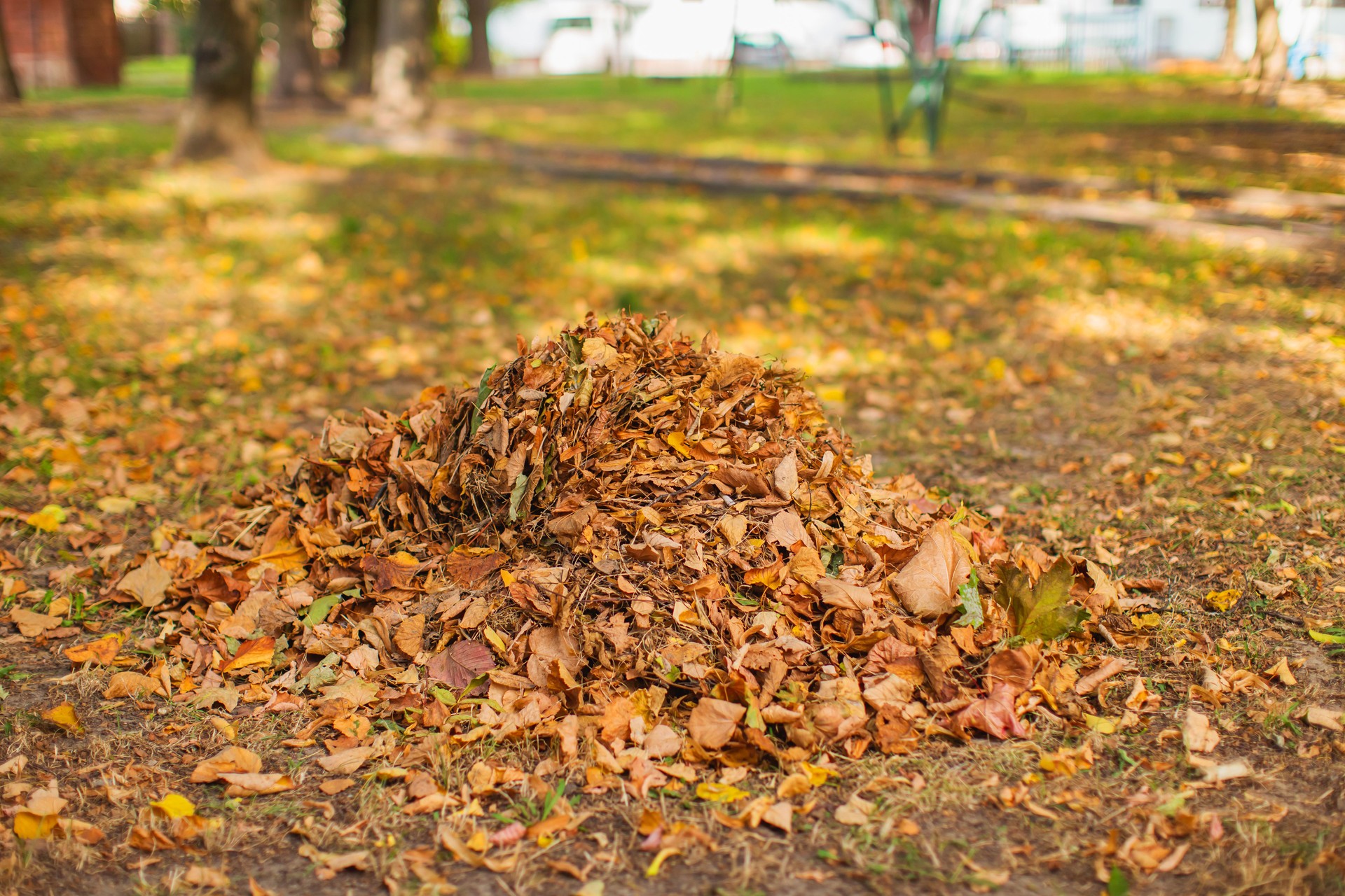 Autumn leaves in heap. October