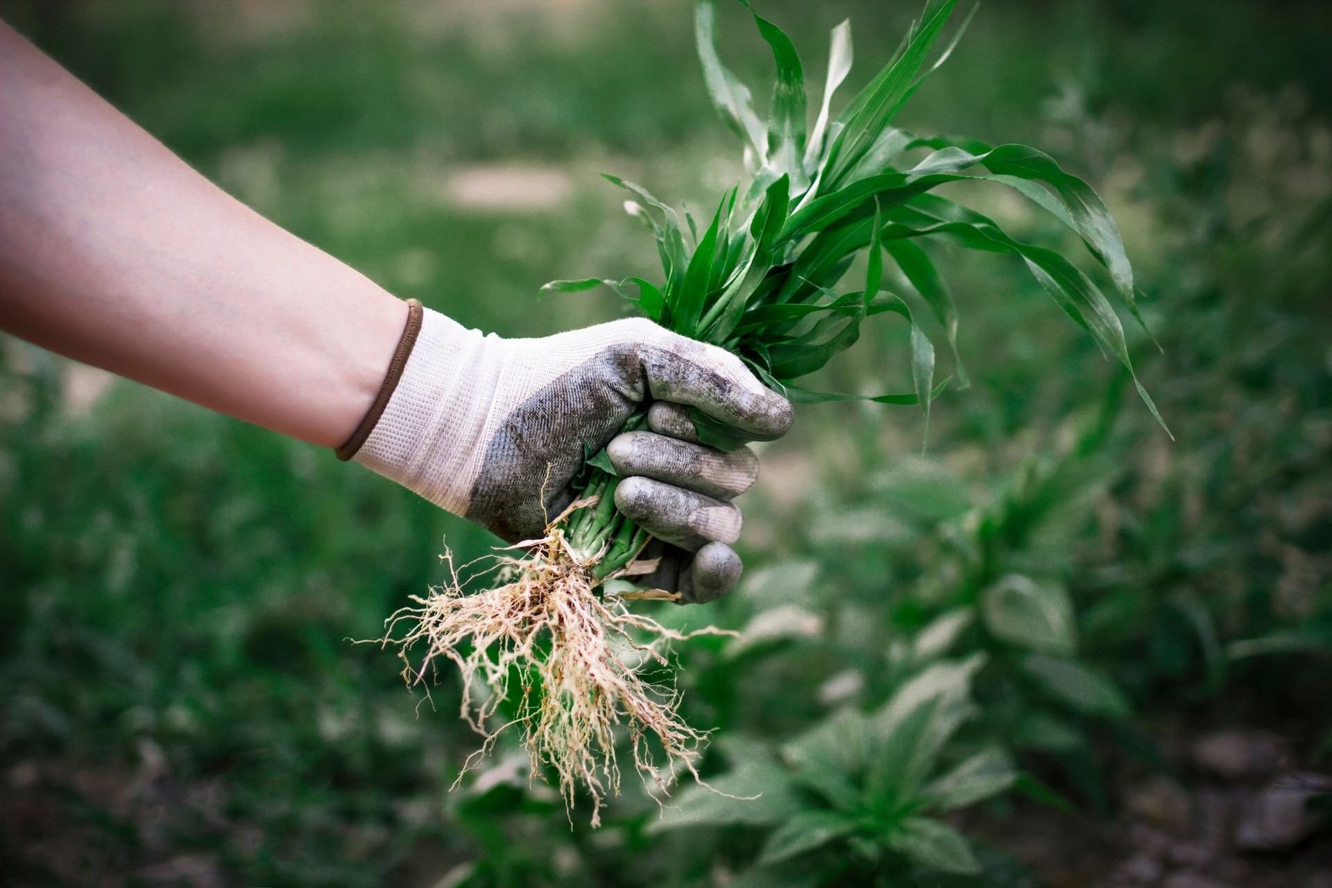 Man's hands in gray textile protective gloves weed a garden overgrown with darnel